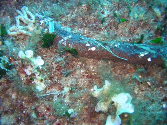 Informazioni sulle oloturie in Sardegna